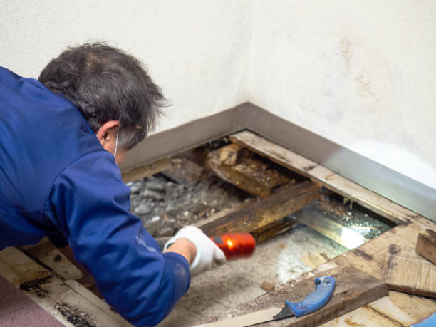 Best Crawl Space Mold Remediation in Crystal Lake, IL