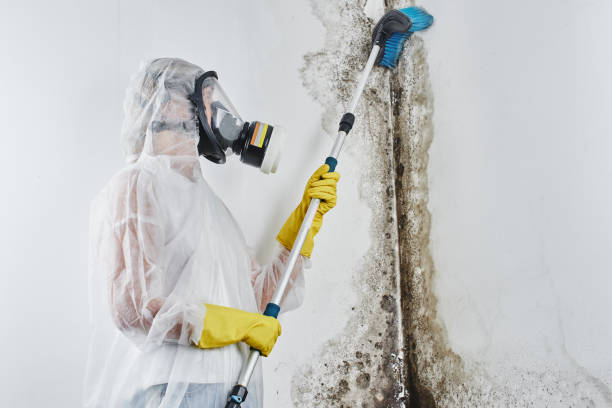 Best Residential Mold Remediation in Crystal Lake, IL