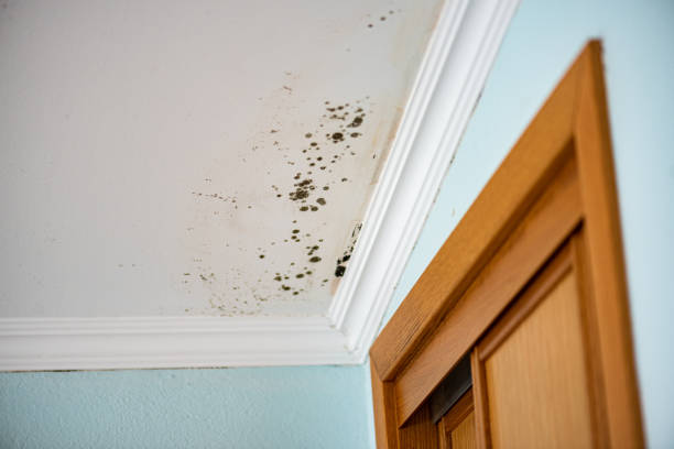 Best Post-Flood Mold Remediation in Crystal Lake, IL