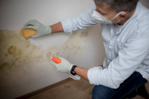 Best Mold Testing and Inspection Services in Crystal Lake, IL