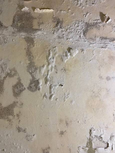 Best Commercial Mold Remediation in Crystal Lake, IL
