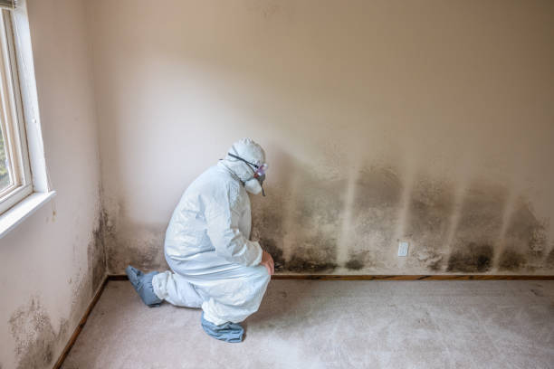 Best Preventive Mold Services in Crystal Lake, IL