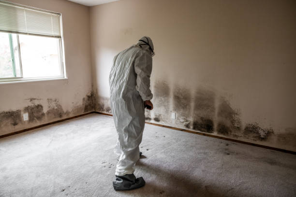 Best Emergency Mold Remediation in Crystal Lake, IL