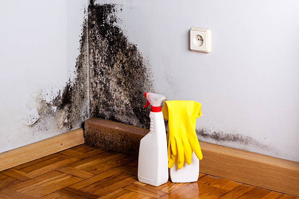 Best Mold Remediation for Schools in Crystal Lake, IL