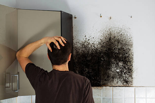 Trusted Crystal Lake, IL Mold Remediation Experts