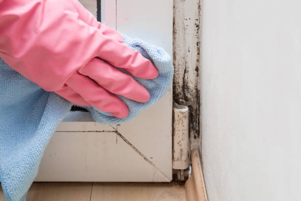 Best White Mold Remediation in Crystal Lake, IL