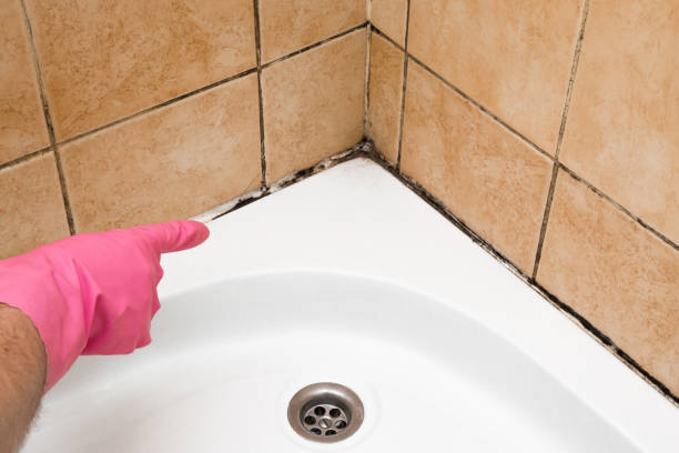 Best DIY Mold Remediation Support Services in Crystal Lake, IL